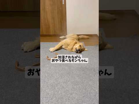 加湿goldenretriever ゴールデンレトリバー サムネイル