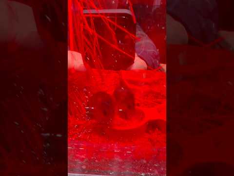 shorts カヤネズミ　里地里山水槽　山梨県立富士湧水の里水族館にて　2026年2月21日 サムネイル