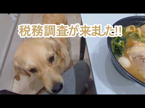 税務調査が来ました。ゴールデンレトリバーティト サムネイル