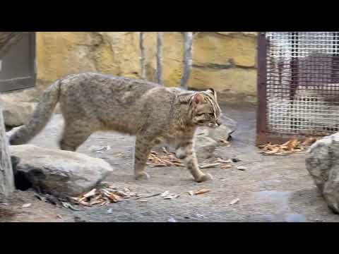 保全の森で唯一活動中だったビワくん　アムールヤマネコ　那須どうぶつ王国にて　2025年12月31日 サムネイル