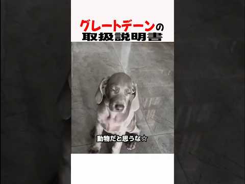 グレートデンの取扱説明書　グレートデン 大型犬 大型犬のいる生活 大型犬のいる暮らし 犬好きさんと繋がりたい 元気お届け サムネイル