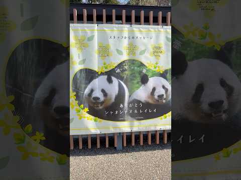 shorts シャオシャオ＆レイレイありがとうネェ〜🥹☺️   上野動物園にて　2026年2月6日 サムネイル