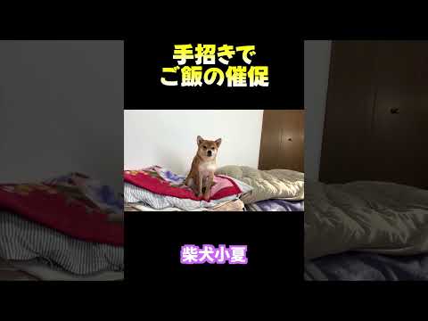 手招きでご飯の催促 神戸 柴犬 shiba shibainu サムネイル