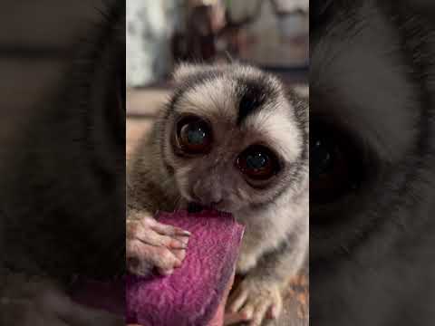 癒しのアイドル♪ヨザルのよっちゃん♫shorts 癒し アイドル サムネイル