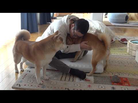 お泊まり会中にパパが…そんな時柴犬は優しく寄り添いました サムネイル