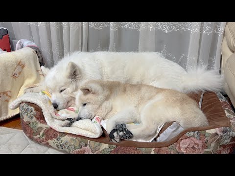 大晦日、カウントダウン前に仲良く寝落ちする柴犬とサモエドが可愛すぎました。 サムネイル