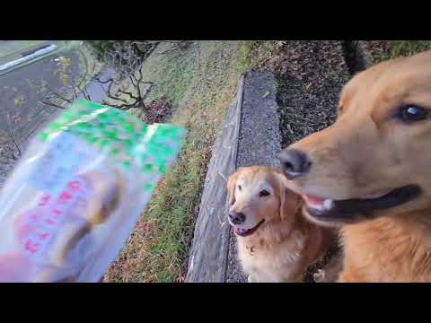夕方の散歩迄待たされてご褒美に干し柿もらって嬉しいゴールデンレトリバー サムネイル