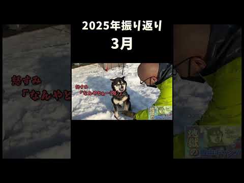 2025年振り返り_3月 サムネイル