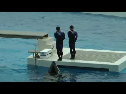 トレーナーさんとシャチ親子　須磨シーワールド　00017 サムネイル