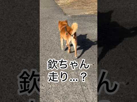 ’26.1.26 力丸のお散歩は、体力勝負！ 柴犬 shibainu 柴犬のいる暮らし 柴犬の日常 お散歩 力丸 サムネイル