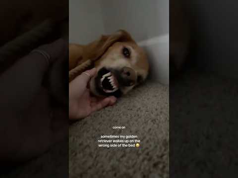 coming home to my golden retriever ♥️ goldendog dog puppy g… サムネイル