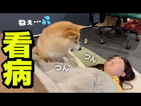動かない娘を心配し何度も「起きて」とツンツンする柴犬が可愛い サムネイル