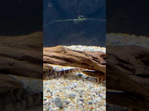 shorts クーリーローチ　どぜうを好きにきみもなろう！山梨県立富士湧水の里水族館にて　2026年2月21日 サムネイル