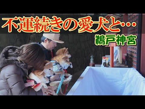 病気続きの愛犬達の健康を祈って初詣。おみくじを引いた結果、今年は・・・ サムネイル