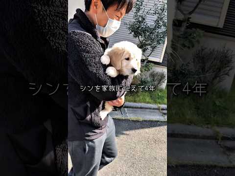大型犬と暮らすなんて思わかなった #ゴールデンレトリバー #大型犬のいる生活 #大型犬と子供 #goldenretre… サムネイル