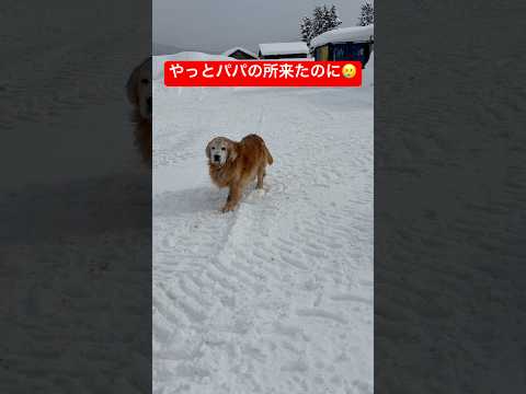 パパの所来たのに…shorts ゴールデンレトリバー グレートピレニーズ 癒し 多頭飼い サムネイル