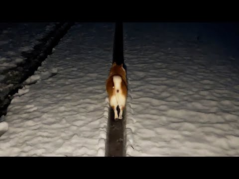 雪のときだけ現れる柴犬専用自動車道 サムネイル