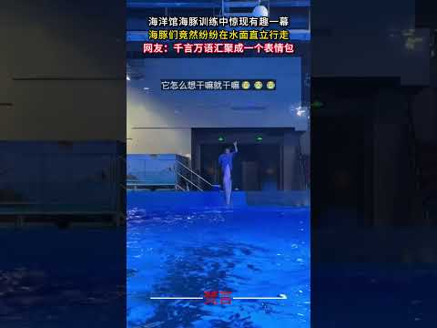 海洋館海豚訓練中驚險有趣一幕 海豚們竟然紛紛在水面直立行走 #意外 #有趣 #神奇動物 #amazing #funny… サムネイル