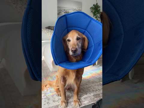 coming home to my golden retriever🥵goldenretreivers dog pup… サムネイル