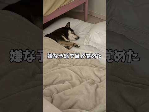 😱執念深い黒柴… サムネイル