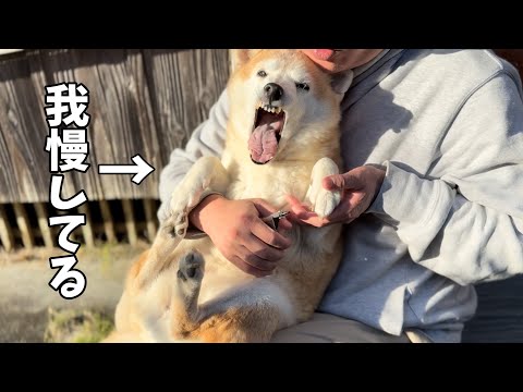 【全員爪切り】爪切り大嫌いなもも、まさかの急成長　My Senior Dog Still Has Room to Gr… サムネイル