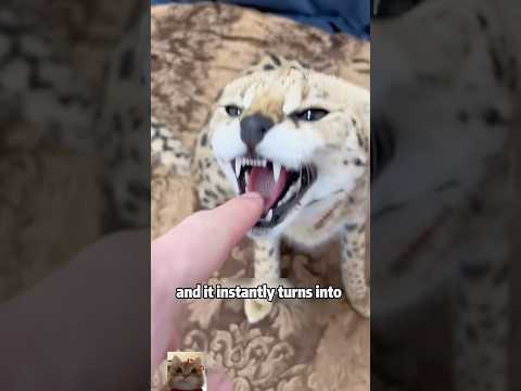 This Savannah Cat Looks Like a Cheetahanimals lovestory sci… サムネイル