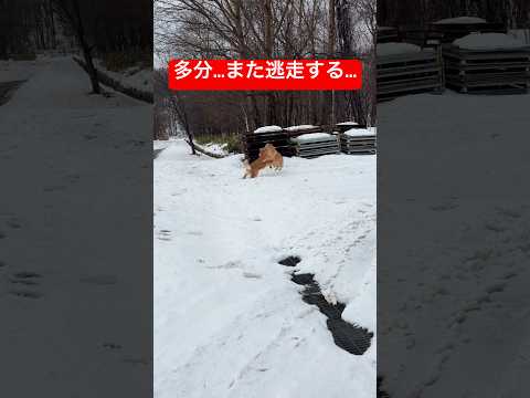 次の日には目がギラギラしてるshorts goldenretriever ゴールデンレトリバー グレートピレニーズ 山… サムネイル