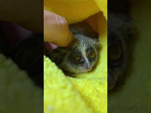 少しずつ園の生活にも慣れてきたショウガラゴ♪shorts 動物 ショウガラゴ サムネイル