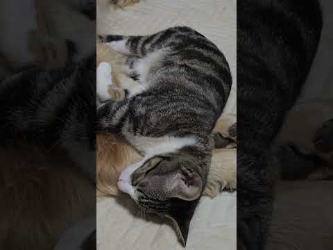 ８歳女の子のゴールデンレトリバーと４か月の中猫キビの安らぎタイム サムネイル