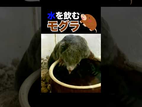 水を飲むモグラ【貴重映像】Mole drinking water モグラ もぐら 土竜 チョロ呑み サムネイル