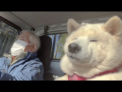 だるそうな顔してジイちゃんとのドライブを実は凄く楽しみにしていた柴犬 サムネイル