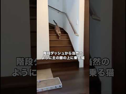 膝乗り名人の猫がなぜか2階に上がり呼び戻してみたら超特急で階段降りてきた シャムトラ シャム トラ猫 shorts サムネイル