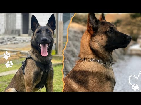 Are Belgian Malinois Really Too Dangerous サムネイル