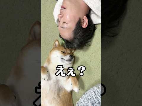睡魔と戦う柴犬 柴犬 shorts サムネイル