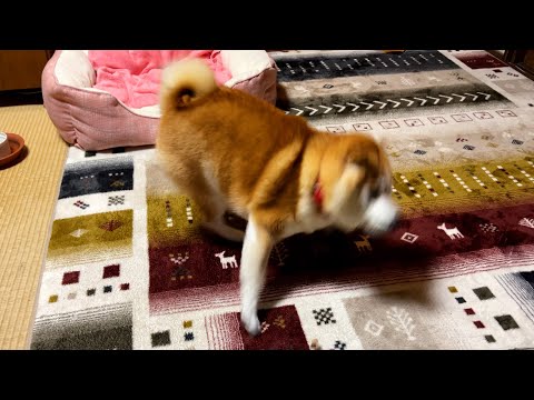 砂肝の切れ端を対等な好敵手（とも）として認める柴犬 サムネイル