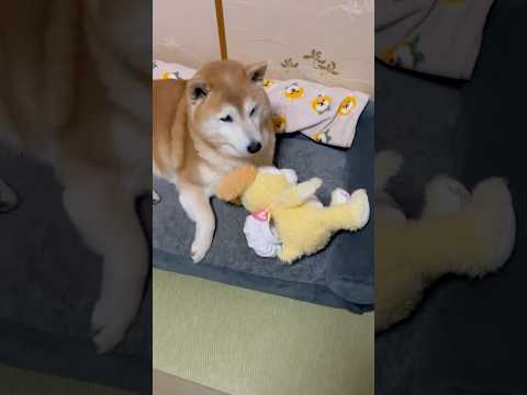 柴犬福 姉から貰った高級ぬいぐるみを部屋から連れ出し母に絡まれる柴犬🤣Mother's boy🤣姉と柴 shorts… サムネイル