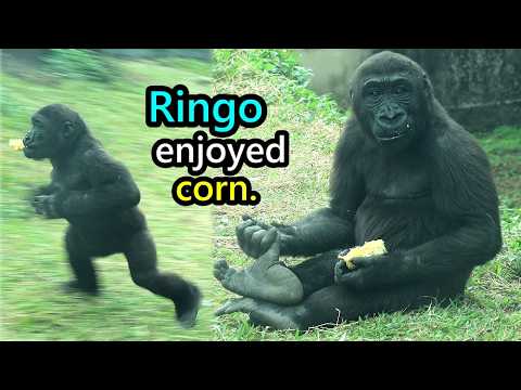 adorable Gorilla Ringo enjoyed corn, didn't like carrot金剛猩猩… サムネイル
