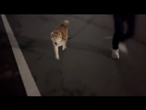 柴犬福 母に呼ばれた時の柴犬🤣Mother's boy🤣 サムネイル