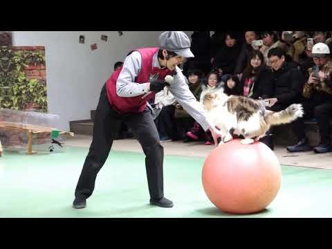 なかなか見れない猫によるショー ザ・キャッツ　那須どうぶつ王国にて　2026年1月12日 サムネイル