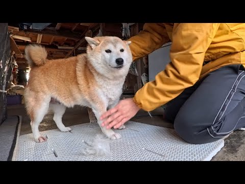 モモさん胸毛収穫期 サムネイル