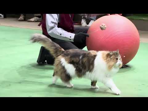 ナツメくん登場〜！なかなか見れない猫によるショー ザ・キャッツ　那須どうぶつ王国にて　2026年1月30日 サムネイル