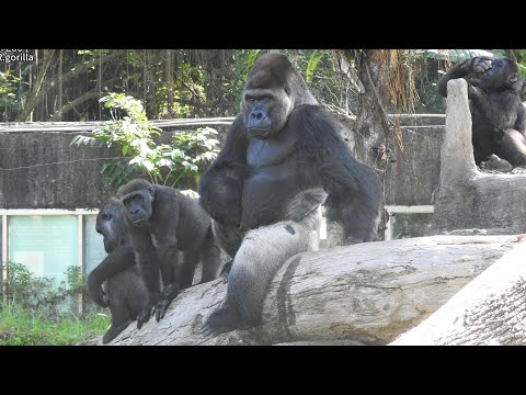 little gorilla Tayari Jabali Ringo追逐.玩沙.拔藤蔓.搥胸/D'jeeco fami… サムネイル