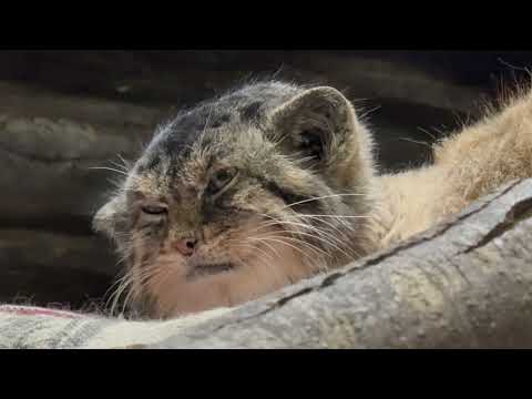 また来るね！マヌルネコのプリームラちゃん　上野動物園にて　2026年2月6日 サムネイル