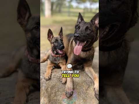 Your Belgian Malinois Is Trying to Tell You These 4 Things… サムネイル