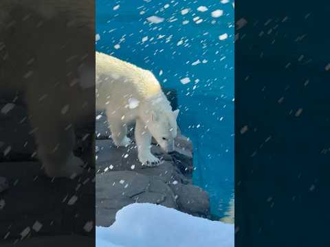 shorts ホッキョクグマのゆめちゃん　王子動物園　2025年12月27日 サムネイル