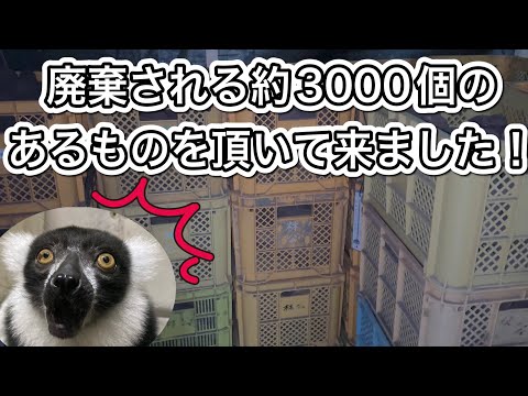 もったいないほど廃棄されるあるもの！動物達も大好物で大喜びでした♫ サムネイル