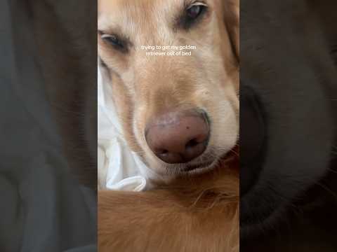 coming home to my golden retriever🥵goldenretreivers dog pup… サムネイル