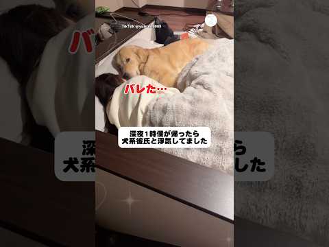 帰宅したら、犬系彼氏と浮気してた　ゴールデンレトリバー 大型犬　犬　浮気　犬のいる暮らし サムネイル