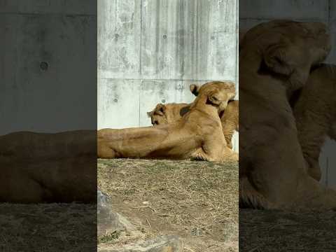 shorts シルクさん 授乳中〜⁈  ライオンファミリー　のんほいパークにて　2026年2月13日 サムネイル