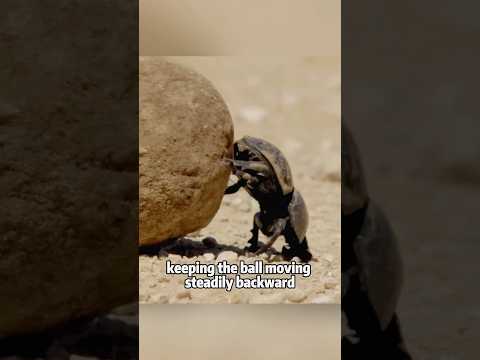 How Dung Beetles Roll Their Perfect Balls 💪💩animals lovesto… サムネイル